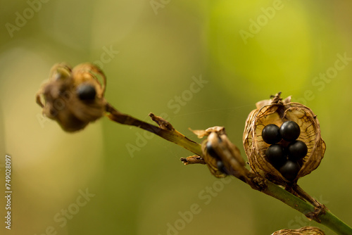 Planta de sementes de cor preta dentro de um casulo.  photo