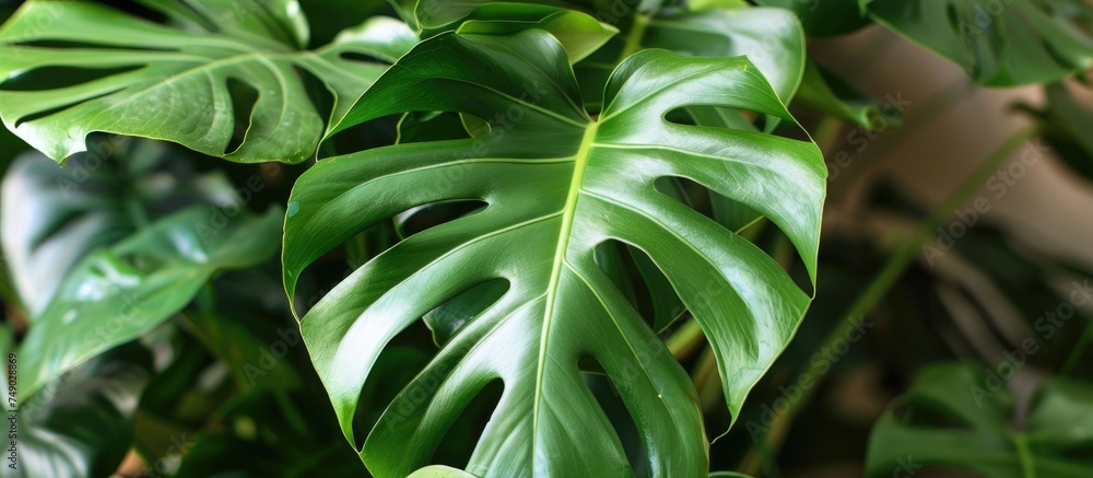 Obraz premium This close-up captures the intricate details of a large green leafy tropical plant, showcasing its vibrant colors and unique textures. The leaves are lush and full, with prominent veins and a glossy