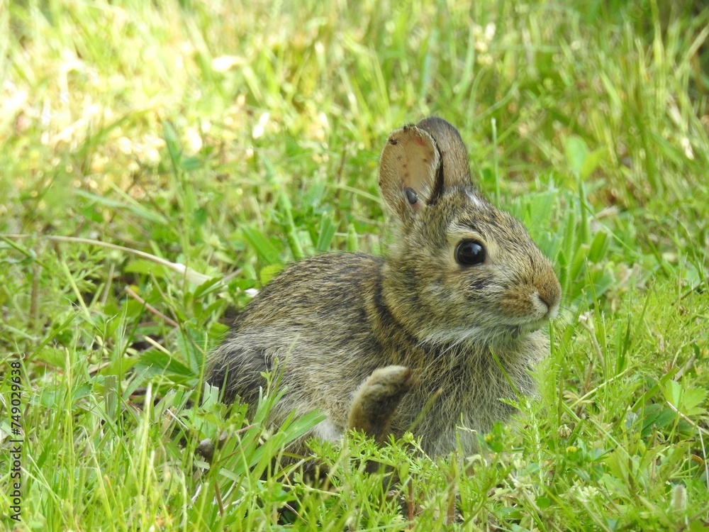 A young eastern cottontail rabbit with a tick in its ear. Prime Hook National Wildlife Refuge, Sussex County, Delaware. A young eastern cottontail rabbit with a tick in its ear. Prime Hook National Wildlife Refuge, Sussex County, Delaware.