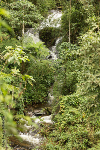 Riacho com pequenas cachoeiras coberto por vegetação .