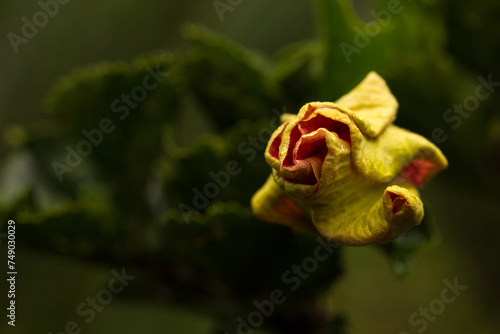 Flor fechada de cor amarela.  photo