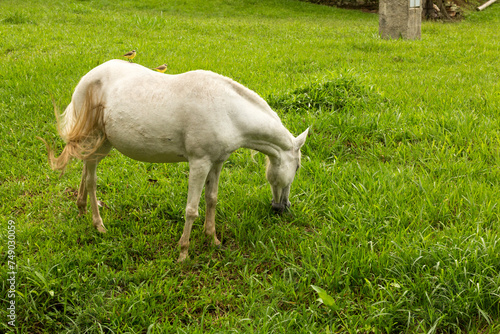 Cavalo branco pastando capim verde. 