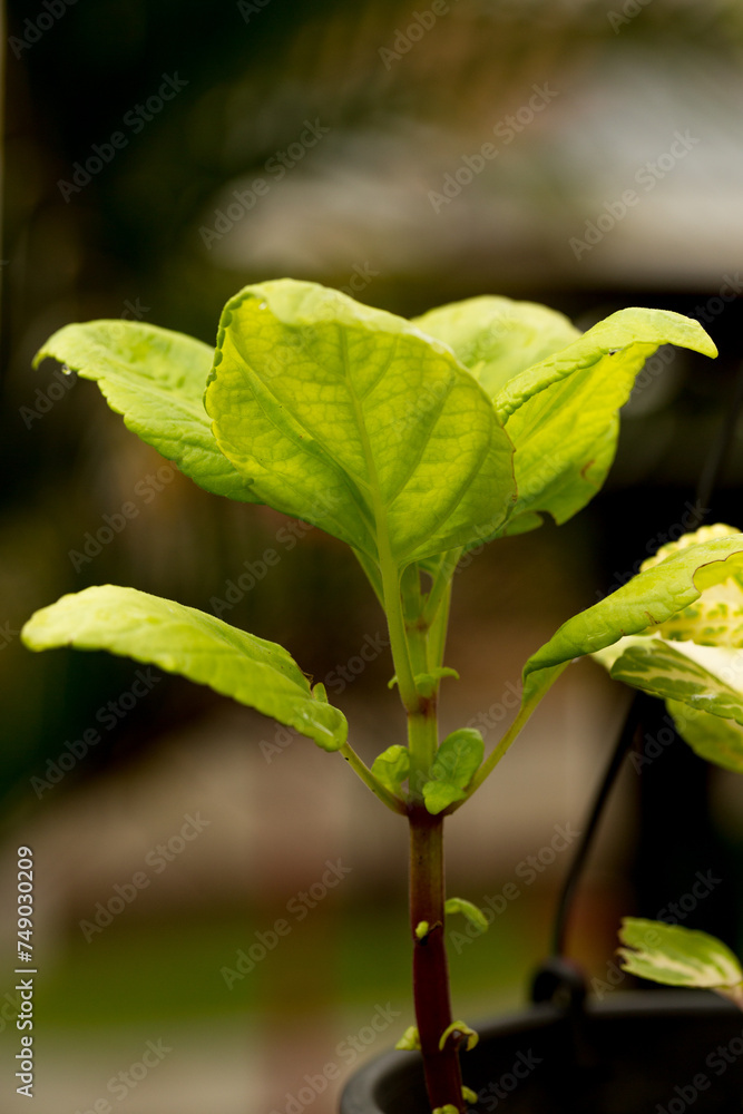 Obraz premium Planta de folhas verde e enrugadas. 