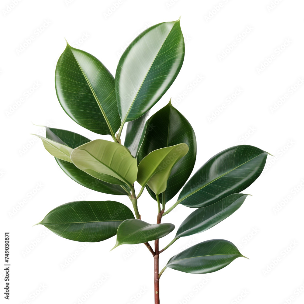 Rubber Plant Ficus Elastica isolated on transparent background