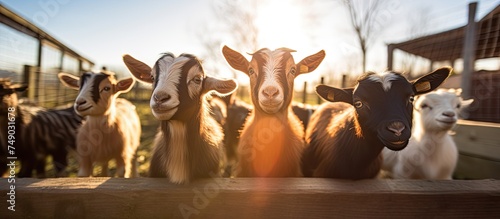 A group of American Pygmy goats, also known as Kambing Kerdil, are standing next to each other in front of a sunny brick goat pen. The goats are socializing and grooming each other under the bright
