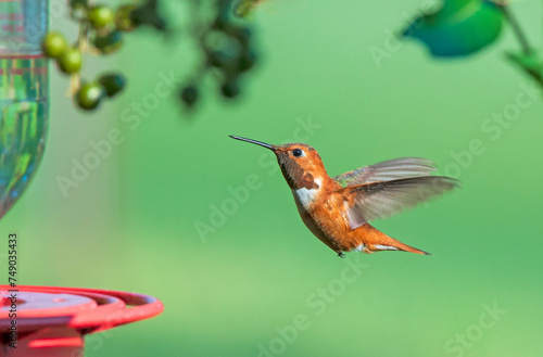 Mature Rufous Hummingbird Approaching Feeder