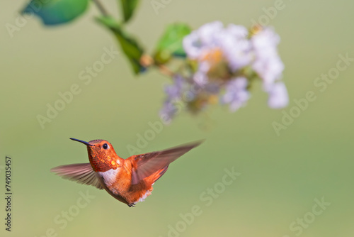 Rufous Hummingbird Flying Near White Crape Myrtle Blossom
