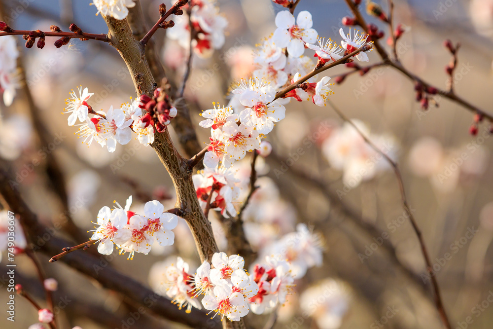 Flowers and flowering trees in early spring. Spring background with copy space Flowers and flowering trees in early spring. Spring background with copy space