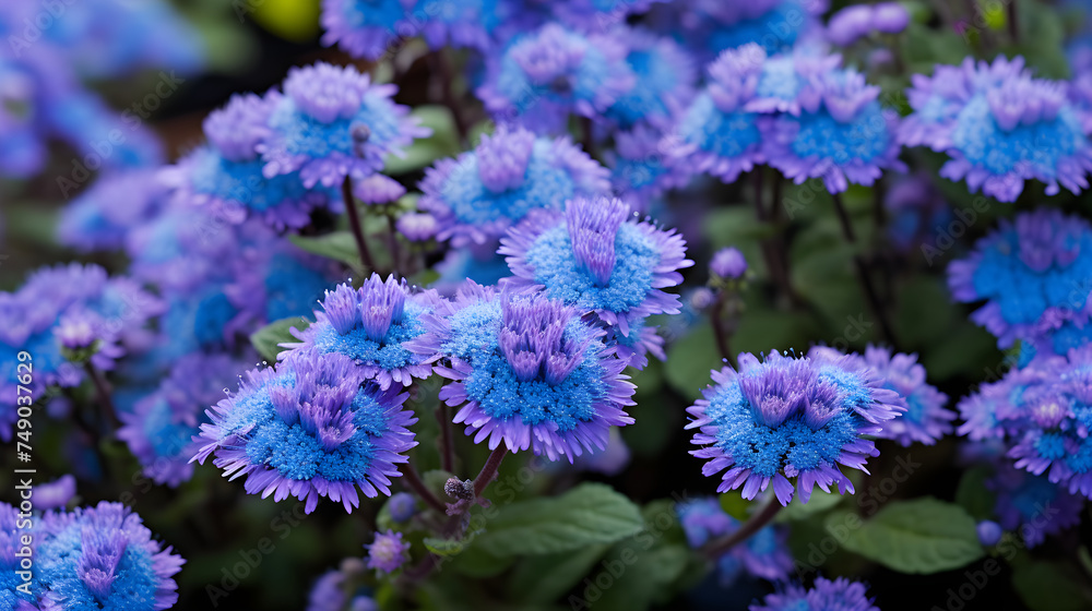 Enchanting Tapestry of Glorious Blue Ageratum Flossflowers in Full Bloom Against a Naturalistic Backdrop