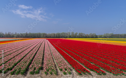 Obraz na płótnie Fields of colorfully blooming tulips in the Netherlands w salonie