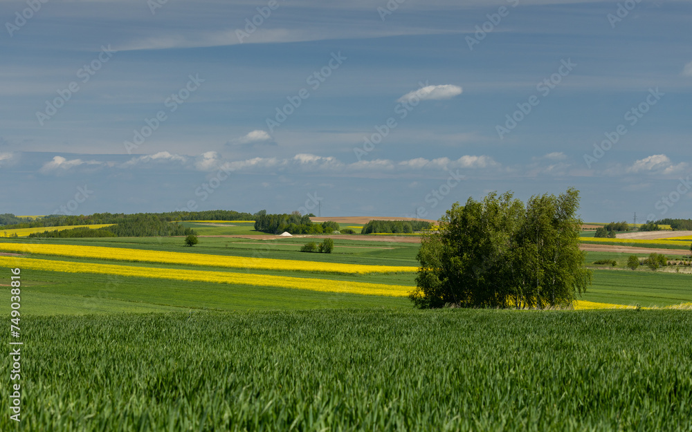 Spring fields of blooming rapeseed in Poland