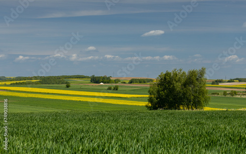Spring fields of blooming rapeseed in Poland