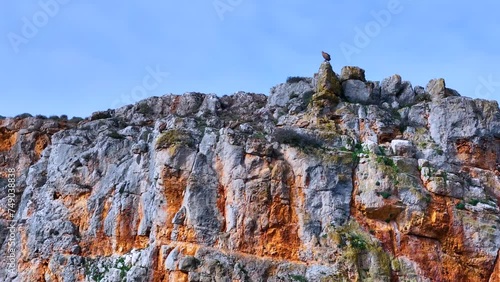 Colony of Griffon Vultures (Gyps fulvus) around the town of Caracena. Municipality of Caracena. Province of Soria. Castile and Leon. Spain. Europe photo