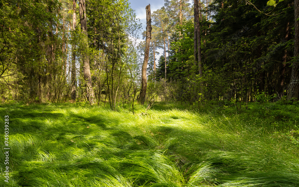 Lushly blooming grass in spring in a forest in Poland