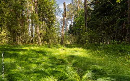 Obraz na płótnie Lushly blooming grass in spring in a forest in Poland w salonie
