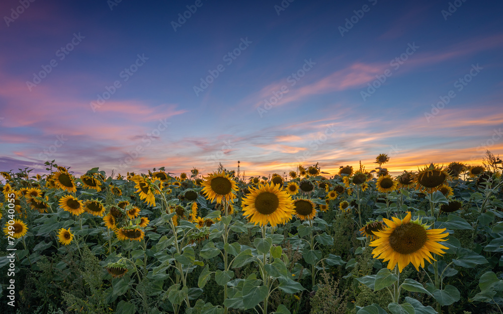 Sunset in spring over a sunflower field