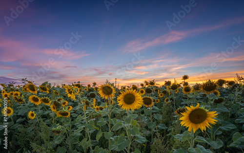 Obraz na płótnie Sunset in spring over a sunflower field w salonie