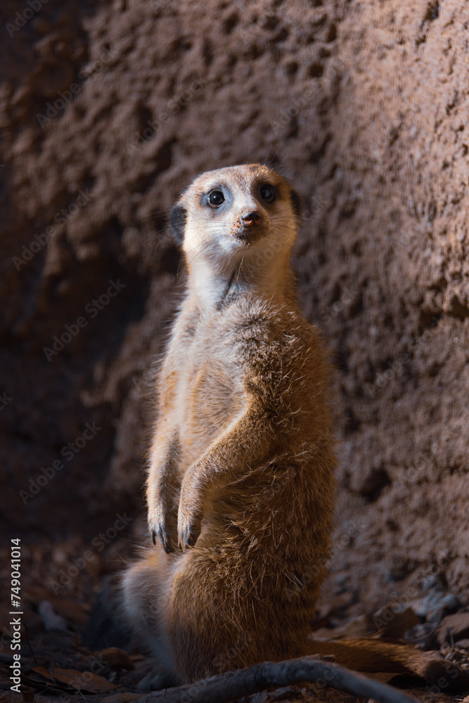 Fototapeta premium Meerkat - Suricata suricatta- suricate is a small mongoose found in southern Africa.