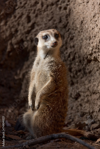 Meerkat - Suricata suricatta- suricate is a small mongoose found in southern Africa.