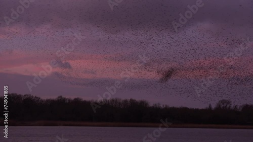 Large flock of birds flying in the evening sky in murmuration as starlings keep together for protection and warmth UK 4K
