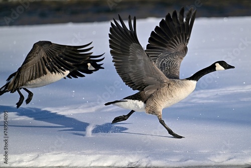 Canadian goose in flight