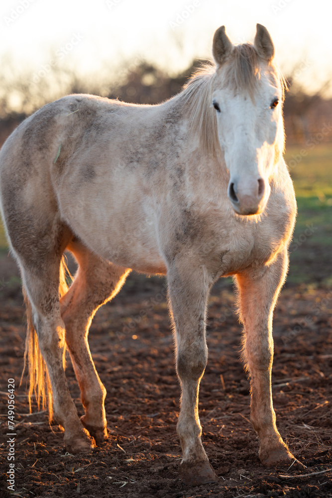 Grey Horse Standing In a Pasture or Field Relaxed with Ears Perked Grey Horse Standing In a Pasture or Field Relaxed with Ears Perked