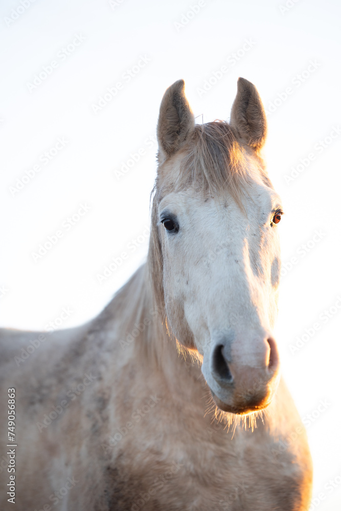 Obraz premium White Horse Head Looking with Ears Pointed