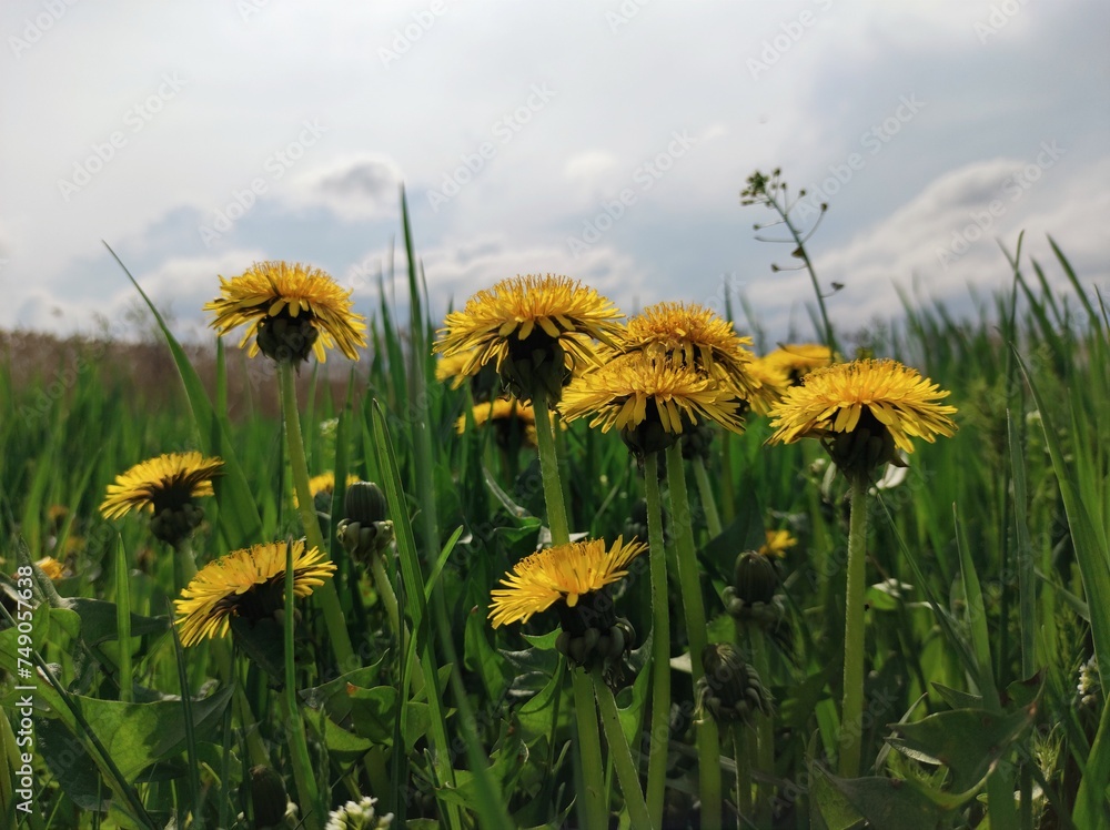 Obraz premium dandelions on a meadow