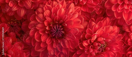 A gathering of red flowers tightly grouped together, showcasing their vibrant color and compact arrangement. The closeness of the blooms creates a visually striking pattern of petals and stems.