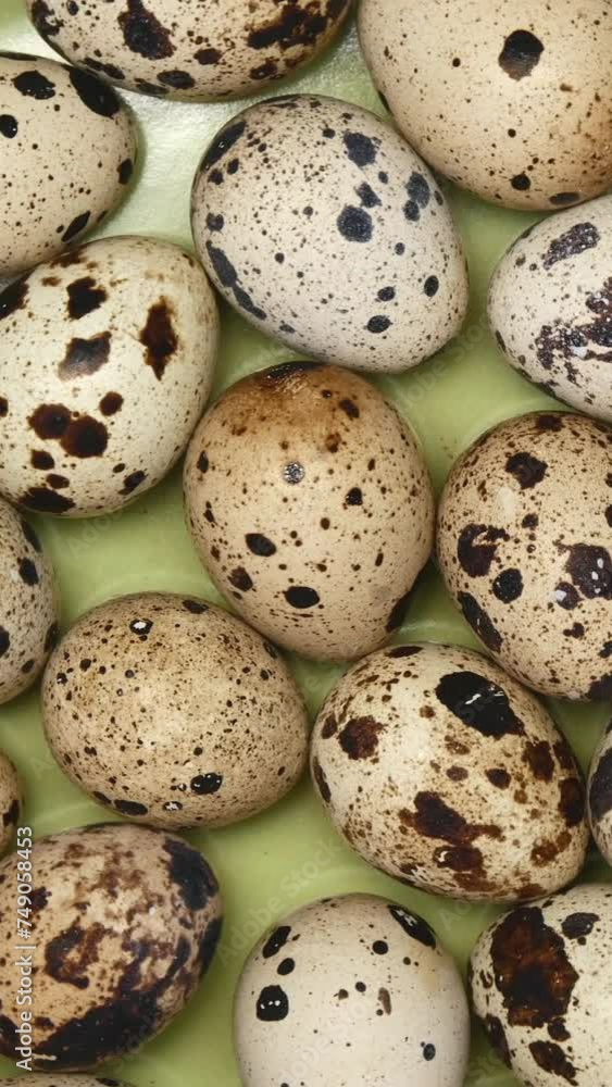 Rotating Quail Eggs On A Green Plate On A Blue Wooden Background. Top View. Close Up. Vertical. Rotating Quail Eggs On A Green Plate On A Blue Wooden Background. Top View. Close Up. Vertical.