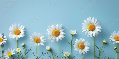 closeup white daisy chamomile flowers on blue background