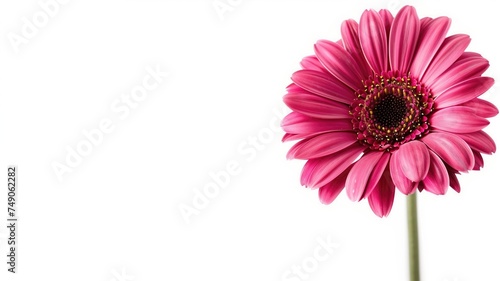 A delicate pink gerbera daisy isolated on a white background, its petals radiating natural beauty