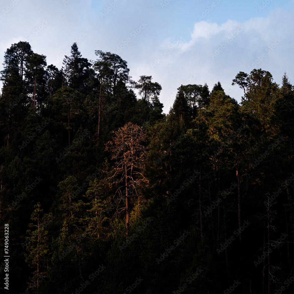 Obraz premium bosque de zempoala 3