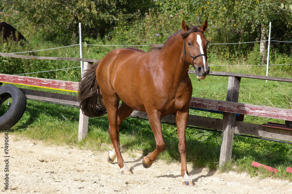 Fototapeta premium Braunes Pferd auf Pferdekoppel