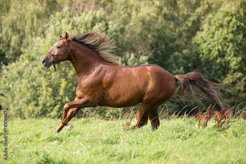 Braunes Pferd galoppiert in der Natur