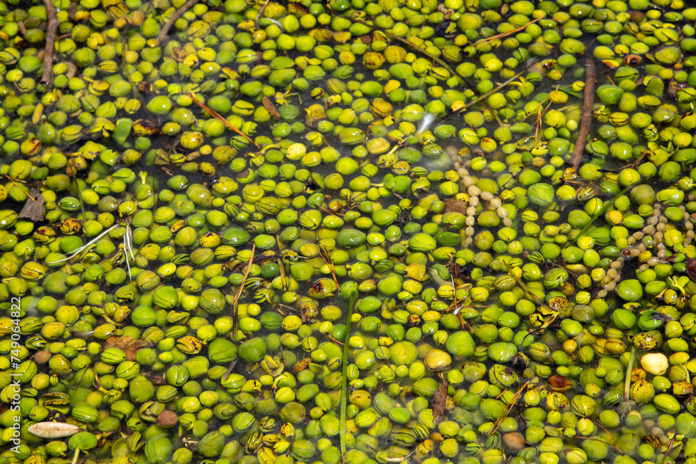 Thousands of mangrove seeds floating in the ocean Thousands of mangrove seeds floating in the ocean