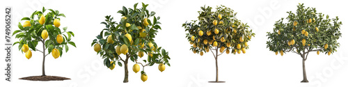 Citrus Lemon Trees Collection Isolated on Transparent Background