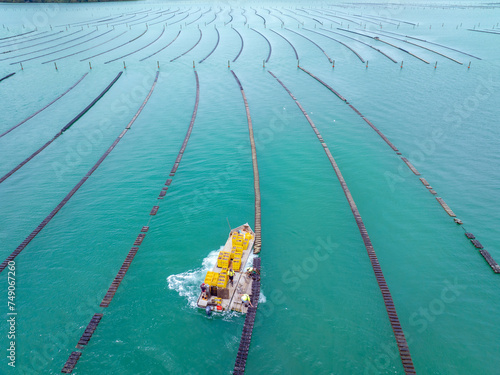 Harvesting Oysters in Whangaroa harbour, Northland, New Zealand photo