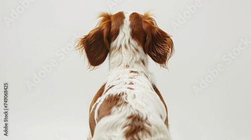 ブリタニー・スパニエルのイメージ - image of Brittany Spaniel - No1-34 Generative AI photo