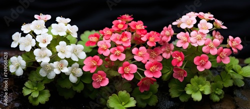 A cluster of tiny pink and white flowers, identified as Saxifraga stolonifera or Creeping Saxifrage Strawberry Saxifrage, blooming together in a vibrant display of colors. The flowers are delicate and photo