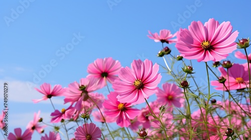 flowers bright sky background 