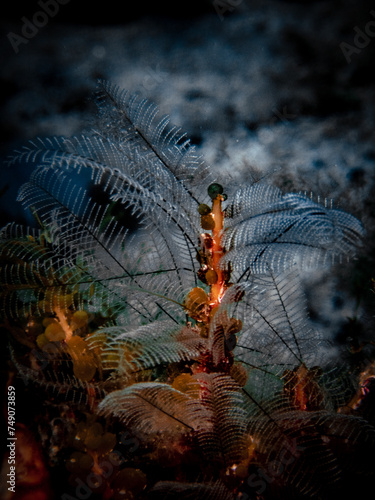 Fan worm on the artificial Buckeye Reef, Steinhatchee, Florida photo