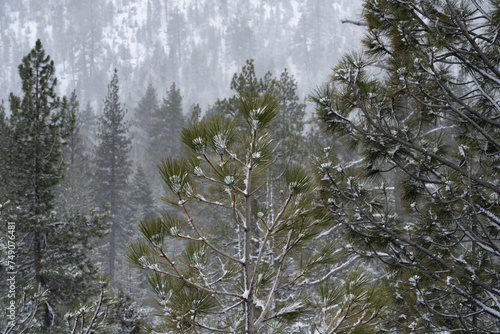 Forest view during winter storm with snow on conifer trees. 