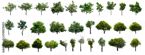 set 30 tree isolated on white background with clipping path