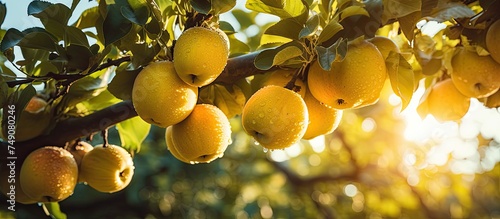 A tree in an orchard with branches filled with ripe lemons glistening in the sun. The vibrant yellow fruits are ready for harvesting, promising a bountiful yield.