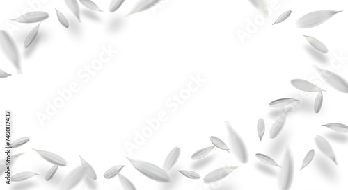 舞い踊る白いガーベラを切り抜いた、影付きの背景素材 photo