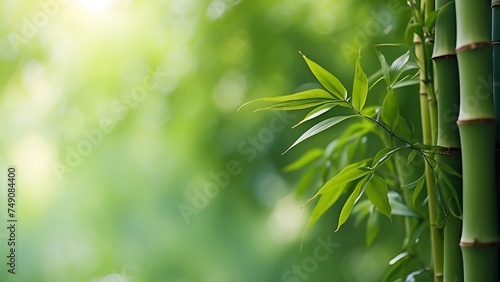 bamboo forest background with blurred background empty space for text