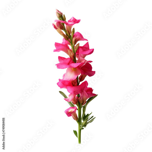 Snapdragon isolated on transparent background