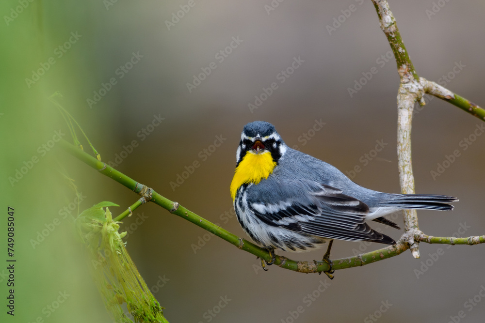 Yellow-throated Warbler Yellow-throated Warbler