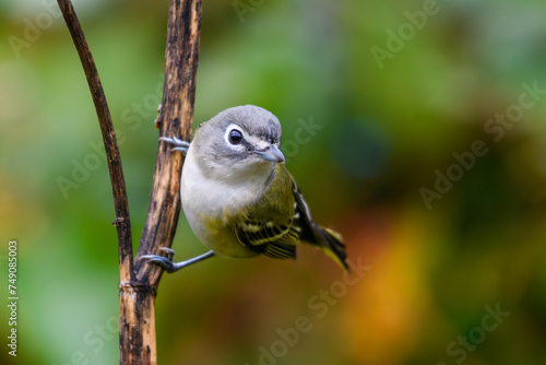 Blue-headed Vireo photo